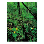 Yellow lady's slipper post cards