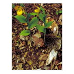 Yellow lady's slipper post cards