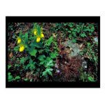 Yellow lady's slipper post cards