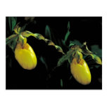 Yellow lady's slipper postcards
