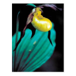 Yellow lady's slipper postcards