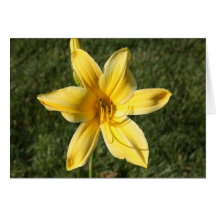 Yellow Lily Cards