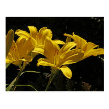 Yellow Lily Postcard