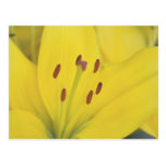 Yellow Lily Postcards