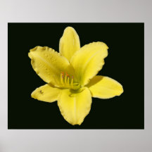 Yellow Lily Print
