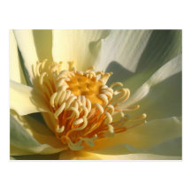 Yellow Lotus Postcard