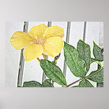 Yellow mandevilla canvas print