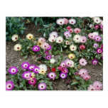 Yellow Mesembryanthemum (Ice plant) flowers Postcard