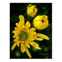 Yellow Mum Postcard