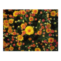 Yellow Mums and Buds Postcards