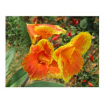 Yellow Orange Flower Postcard
