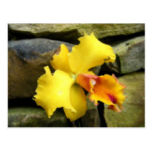 yellow orchid colour photo art picture post card