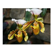 yellow orchid flower post card