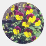 yellow Pansy (Viola) flowers Round Stickers