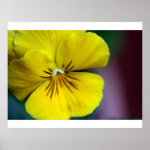 Yellow Petunia Flower Poster