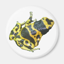 Yellow Poison Dart Arrow Frog isolated Fridge Magnets