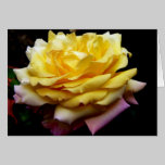 Yellow Rose Flower Card cards