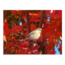 Yellow-rumped Warbler in foliage Post Card