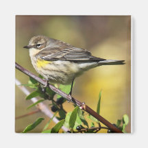 Yellow Rumped Warbler Magnet