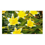 yellow Species Tulips, 'Tulipa Tarda' flowers Business Cards