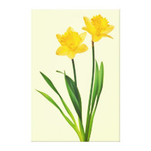Yellow Spring Daffodils - Daffodil Template Gallery Wrap Canvas