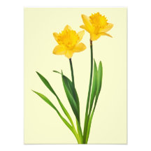 Yellow Spring Daffodils - Daffodil Template Photo Art