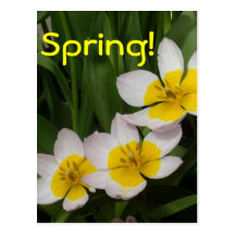 Yellow Stained Tulips Postcards