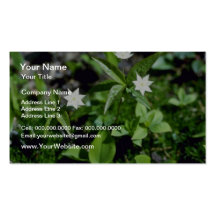 Yellow Starflower (Trientalis Borealis) flowers Business Card