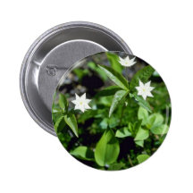 Yellow Starflower (Trientalis Borealis) flowers Buttons