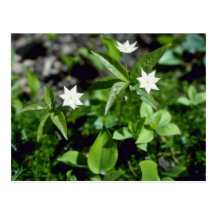 Yellow Starflower (Trientalis Borealis) flowers Post Cards