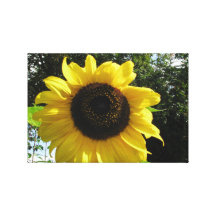 Yellow Sunflower Gallery Wrap Canvas