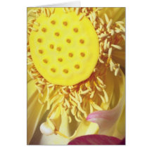 yellow Sunshine flowers Card