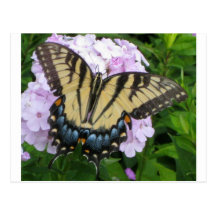 Yellow swallowtail butterfly post card