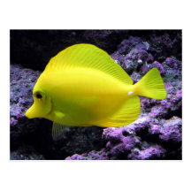 Yellow Tang Reef Fish Post Cards