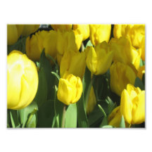Yellow tulips art photo