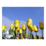 Yellow Tulips Shining Personalized Invitation