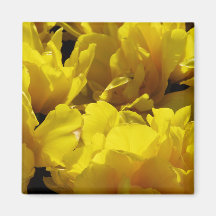 Yellow Tulips Through Sunbeams Magnets