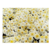 Yellow & White Postcard