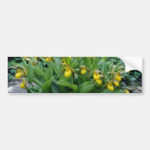 yellow Yellow Lady's Slipper (Cypripedium Calceolu Bumper Sticker
