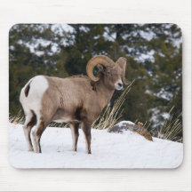 Yellowstone Bighorn Sheep Mouse Pads