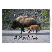 Yellowstone Buffalo Card