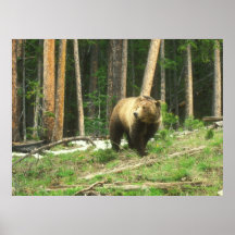 Yellowstone Grizzly Bear Posters
