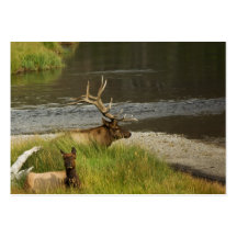 Yellowstone Mates Mini Print Business Card Template