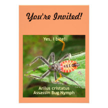 Yes I Bite Assassin Bug Announcement