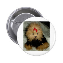 YORKIE AND HORSE PONY PINBACK BUTTONS
