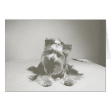 Yorkie Note Card