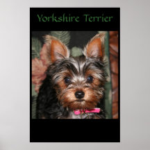 Yorkie  print