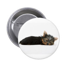 Yorkie Puppy Sleeping