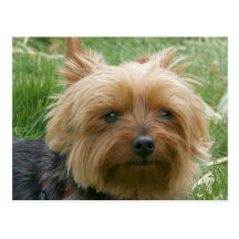 Yorkshire Terrier Postcards