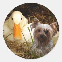 Yorkshire Terrier Sticker With Duck